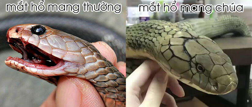 rắn hổ mang chúa và hổ mang thường