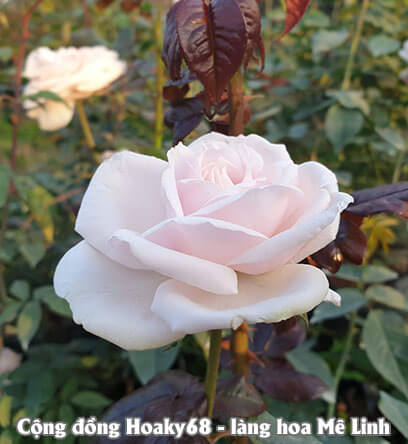 Hoa hồng trắng