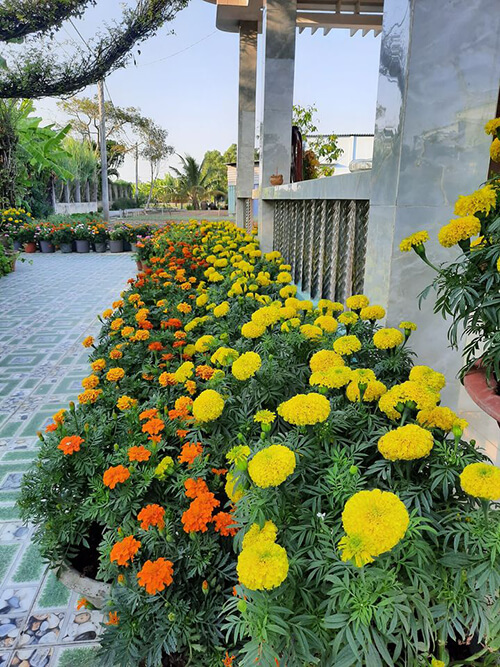 Hoa Vạn Thọ chơi Tết đẹp