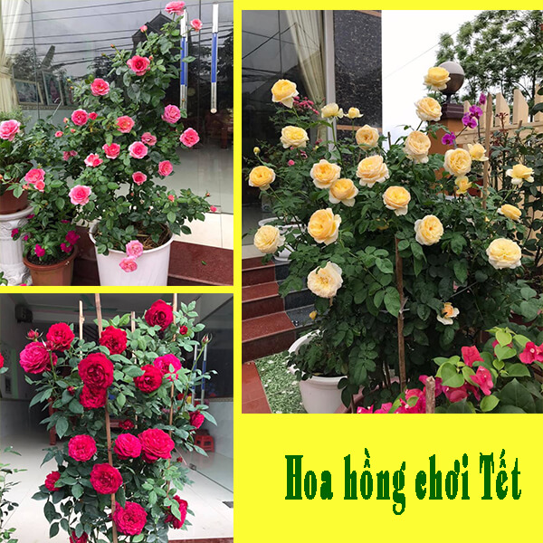 Hoa hồng chơi Tết đẹp, lâu tàn