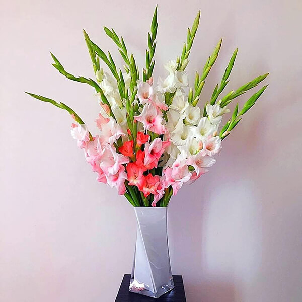 hoa Dơn (hoa Lay ơn) chơi tết đẹp