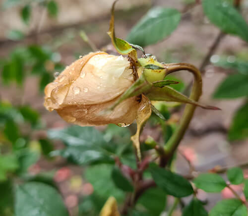 Hoa hồng chậu bị héo bông hoa