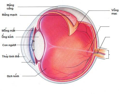 cau-tao-cua-mat