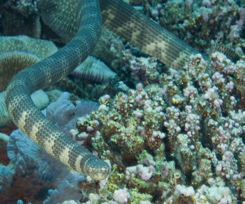rắn biển dubois
