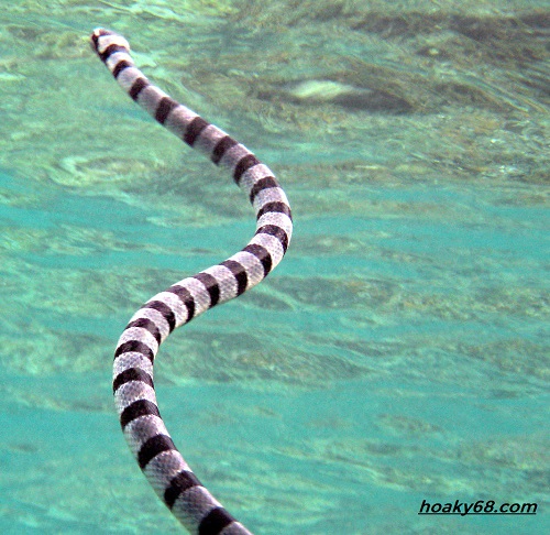 loài rắn biển belcher