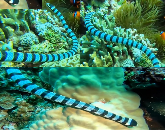 rắn biển belcher dưới đáy vùng biển không quá sâu