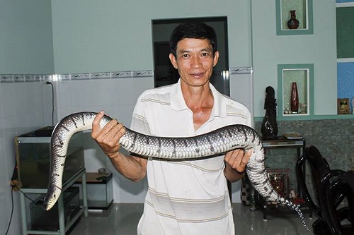 rắn ri cá cắn có độc không