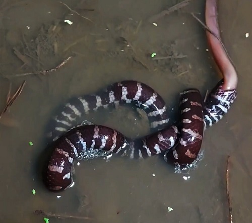 rắn trun nuốt con lươn đồng 